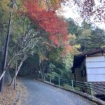 【愛知の紅葉】鳳来寺山の紅葉は11月中旬からが見頃です！